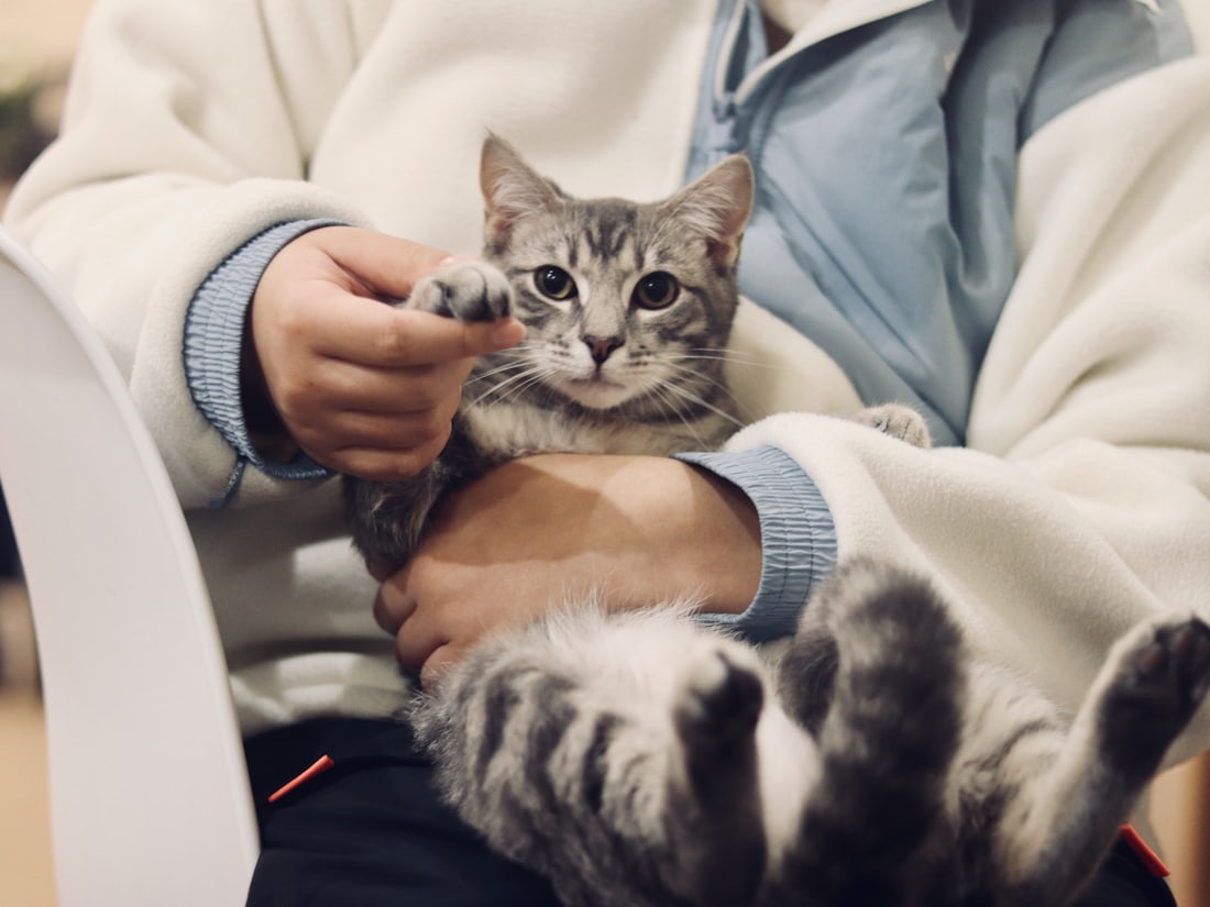 A grey tabby cat relaxing on its owner’s lap and reaching out a paw.