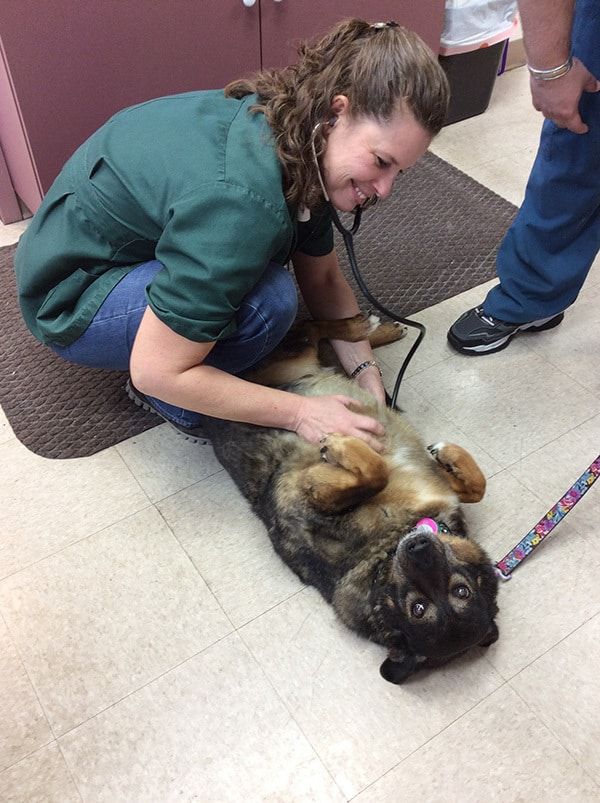 A veterinary team member kneeling on the floor to examine a relaxed dog lying on its back.