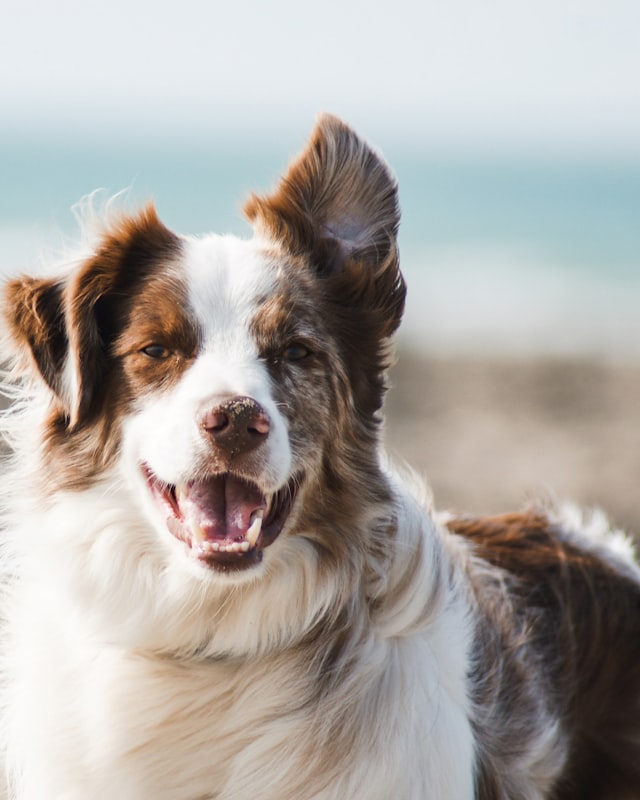 A brown-and-white Australian shepherd with its mouth open in a wide grin.