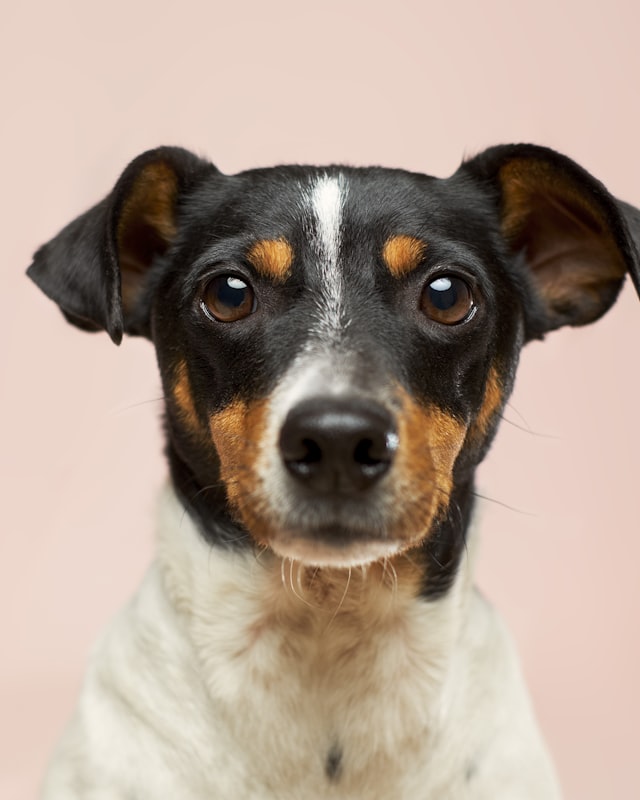 A tricolour Jack Russell terrier against a soft pink backdrop.