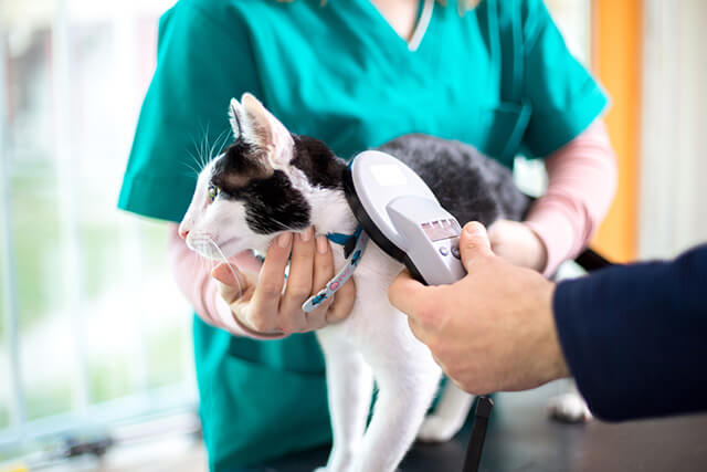 A veterinary team member holds a black-and-white cat while a scanner is passed over it.