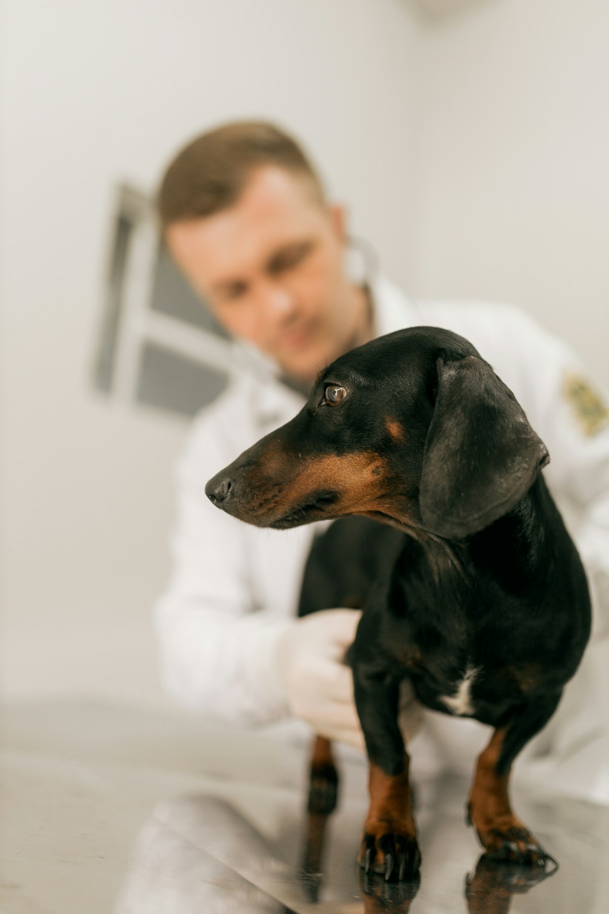 A veterinarian listens to a black-and-tan dachshund standing on a stainless-steel exam table.